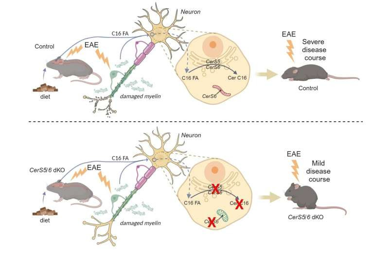 New research identifies ways to protect neurons from the negative effect of high-fat diet on multiple sclerosis progression