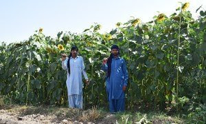 Mejora de la gestión del nitrógeno en la agricultura de Pakistán.