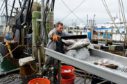 Person unloading fish from a boat on a metal ramp