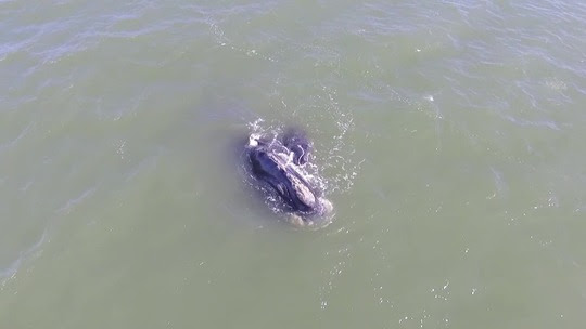 right whale and calf