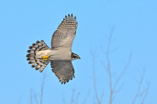 American Goshawk by K Bardon