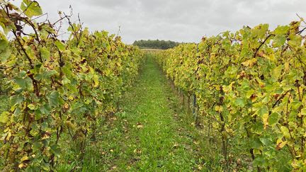 'Les températures dans les Hauts-de-France conviennent tout à fait' : quand le changement climatique fait remonter la viticulture vers le nord