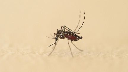 Plus de 600 nouveaux cas importés de dengue ont été recensés en France hexagonale depuis le 1er mai