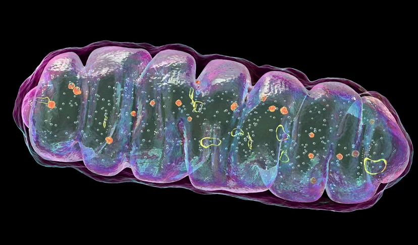 An elongated oblong mitochondrion with a purple outer membrane encases various floating shapes. Squiggly yellow loops represent mitochondrial DNA.