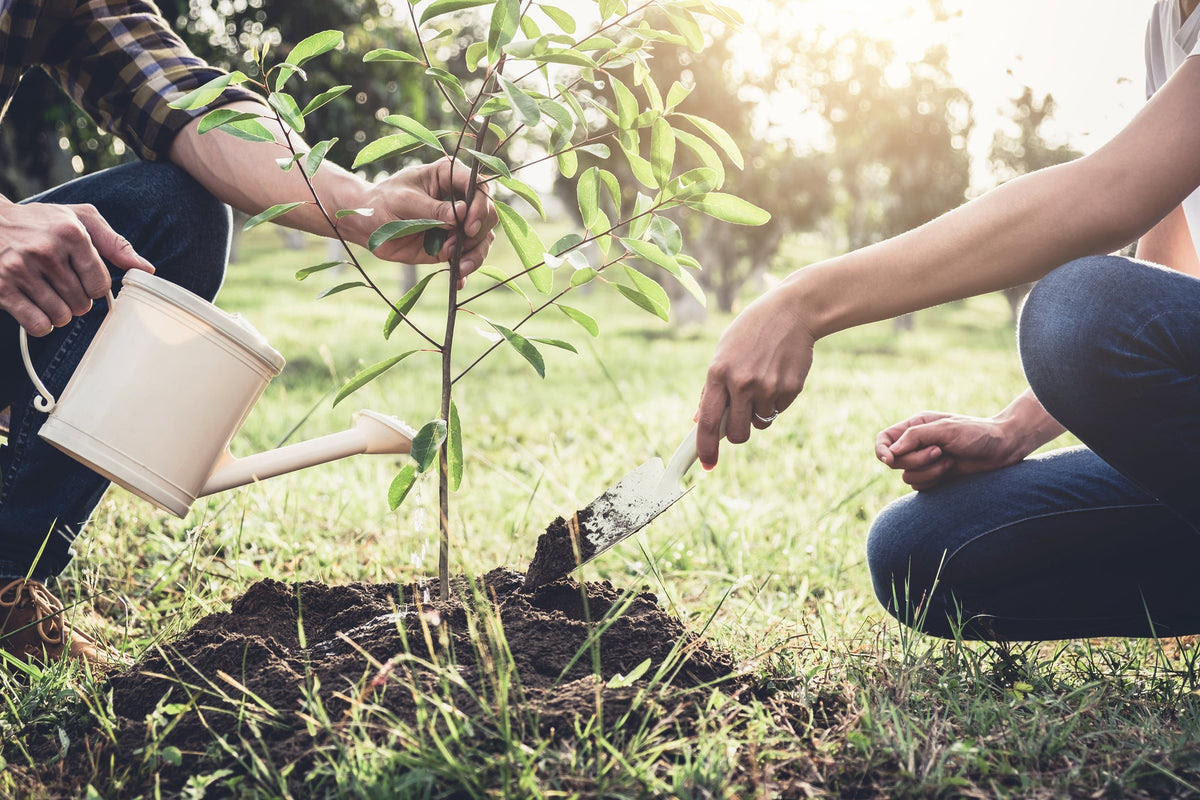 Arbre - Plantons un arbre pour le jour de la Terre avec Arbre-Évolution
