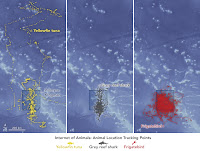 Tracks of tuna, sharks, and frigatebirds.