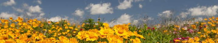 Decorative banner showing flowers.