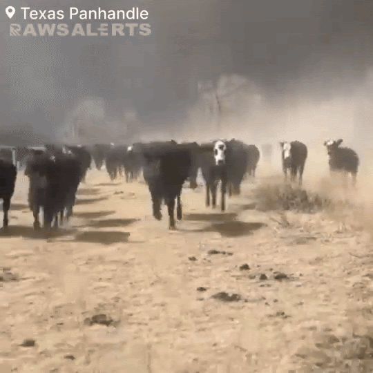 Cháy rừng tàn khốc tại Texas: Khói lửa bao trùm cả vùng trời, xót xa cảnh tượng động vật tán loạn thoát thân - Ảnh 4.