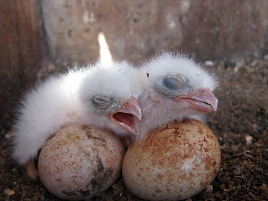 southeast american kestrel chicks