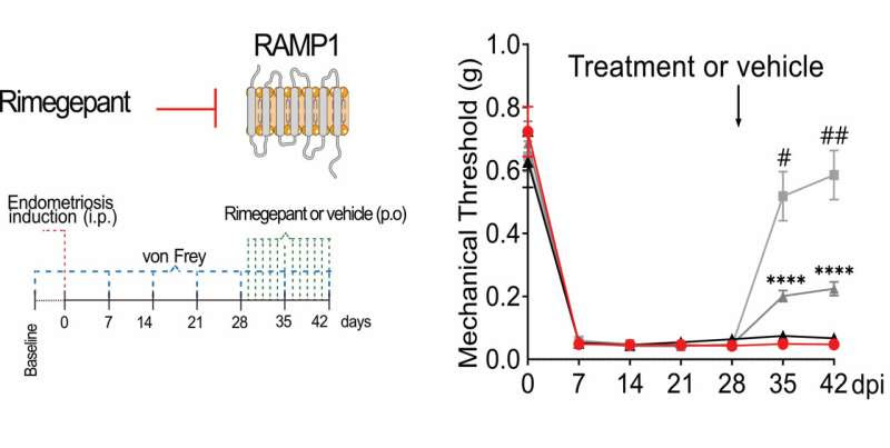 Hidden interactions driving endometriosis discovered in neuroimmune communication