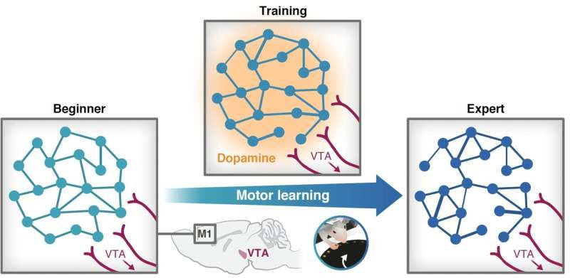 Technion neuroscientists uncover the key role of dopamine in learning new motor skills
