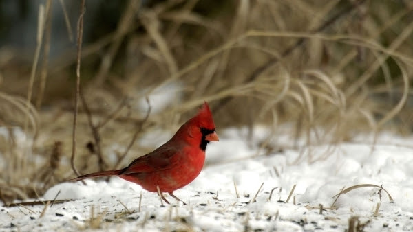 Cardinal standing on snowy ground.