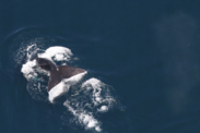 A North Atlantic right whale tail splashing in the dark blue water