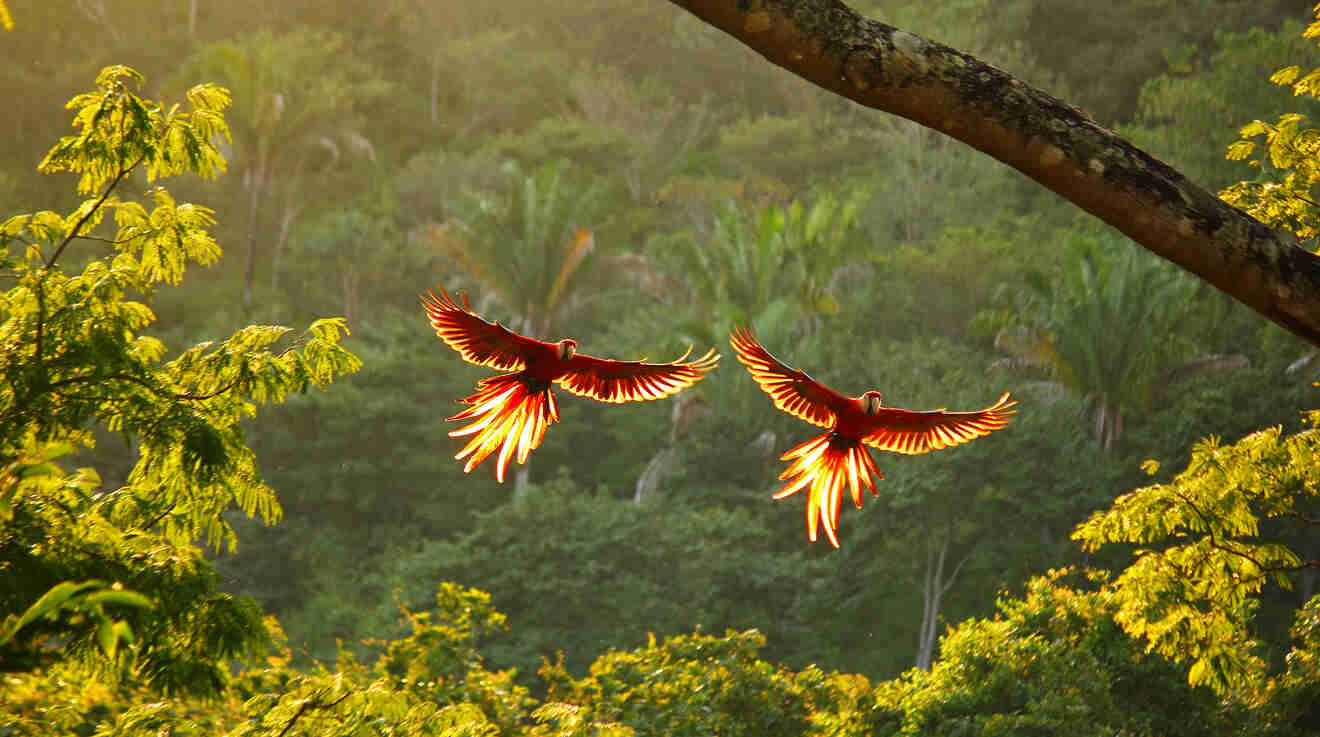 Dos guacamayos rojos vuelan, con las alas desplegadas, sobre la selva tropical