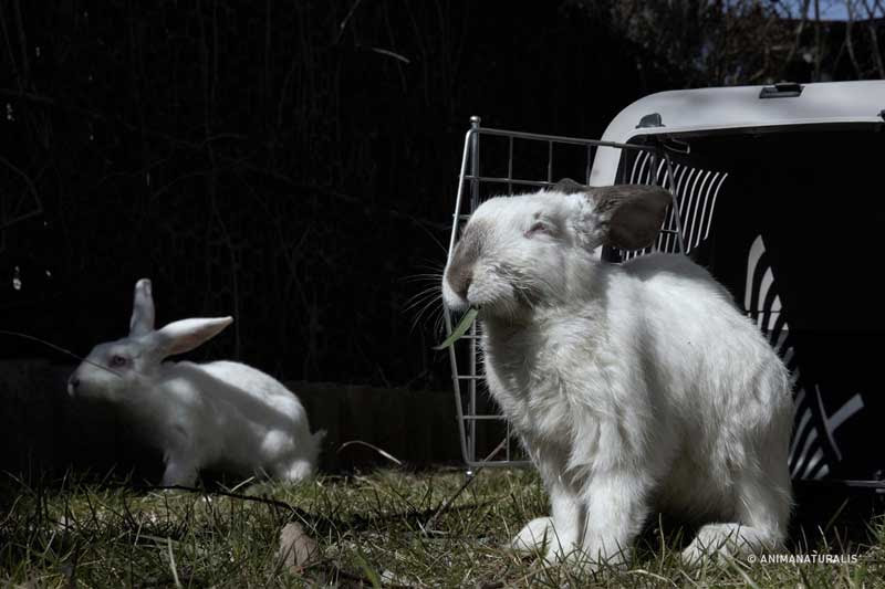 Letter to Carlitos, the brave rabbit