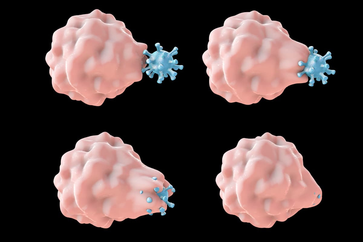 Researchers have added an active Rac2 protein to macrophages, causing them to cannibalize other immune cells