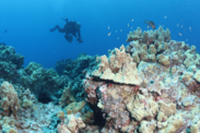 Underwater view of a coral reef with scuba diver in the background