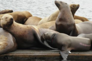 Steller sea lion Kodiak