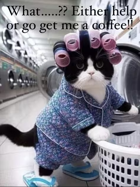 Caturday-Laundry-or-Coffee