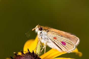 A Poweshiek skipperling butterfly, with pale peach and gray wings and two pink-red dots, rests on the yellow petal of a flower