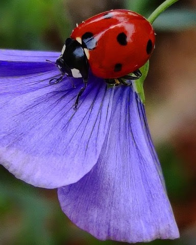 Ladybug-on-purple-flower