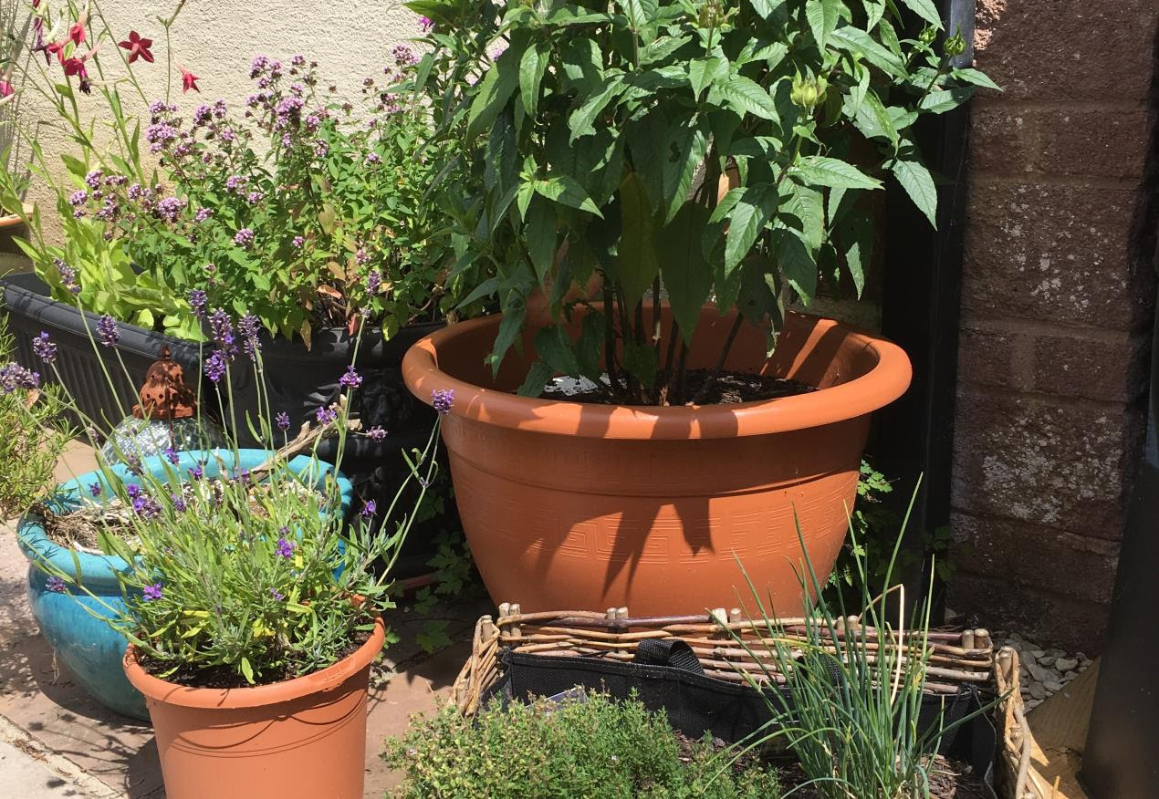 Plant pots urban garden (Megan Lowe) (2) (1)