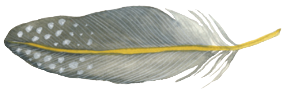 Feather image