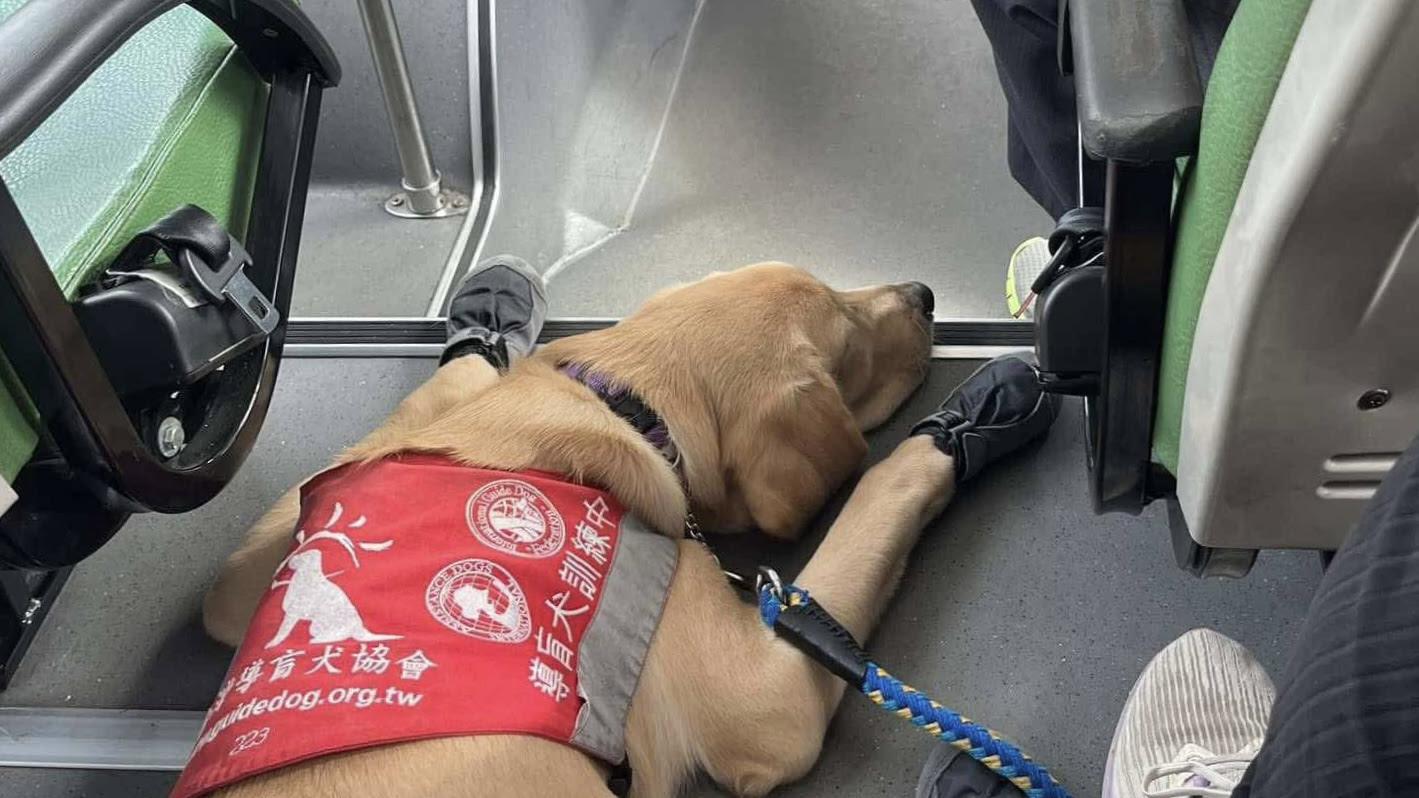 導盲犬照片