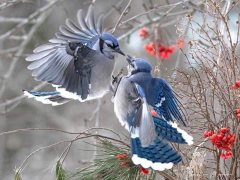 Bird-Blue-Jays-kiss