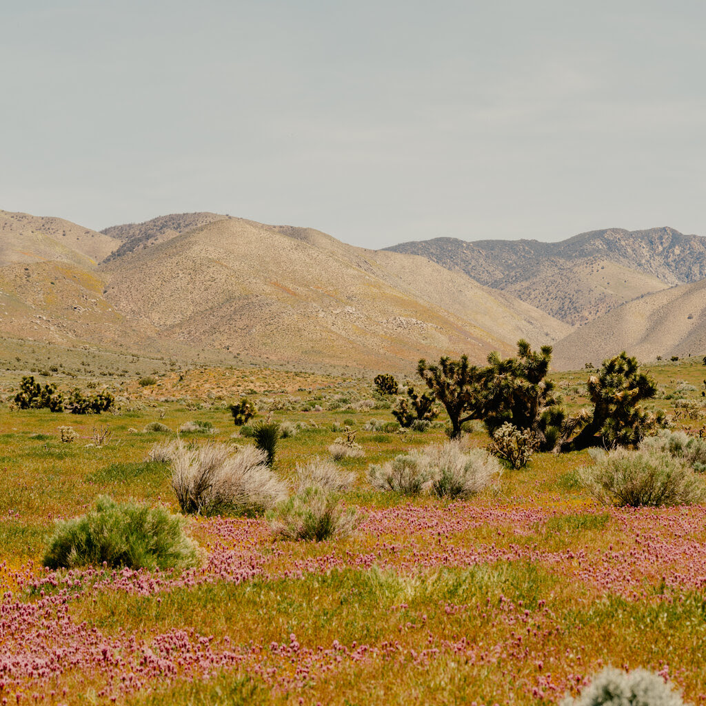 Flowers with light red hues are in the foreground, surrounded by green plants. In the background are brown hillsides.