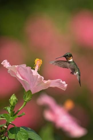 Hummingbird-Hibiscus