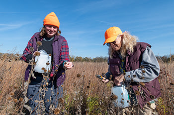 Two older women in sweatshirts, purple vests, gloves and orange hats work in a dry, grassy field to collect native plant seeds into milk jugs