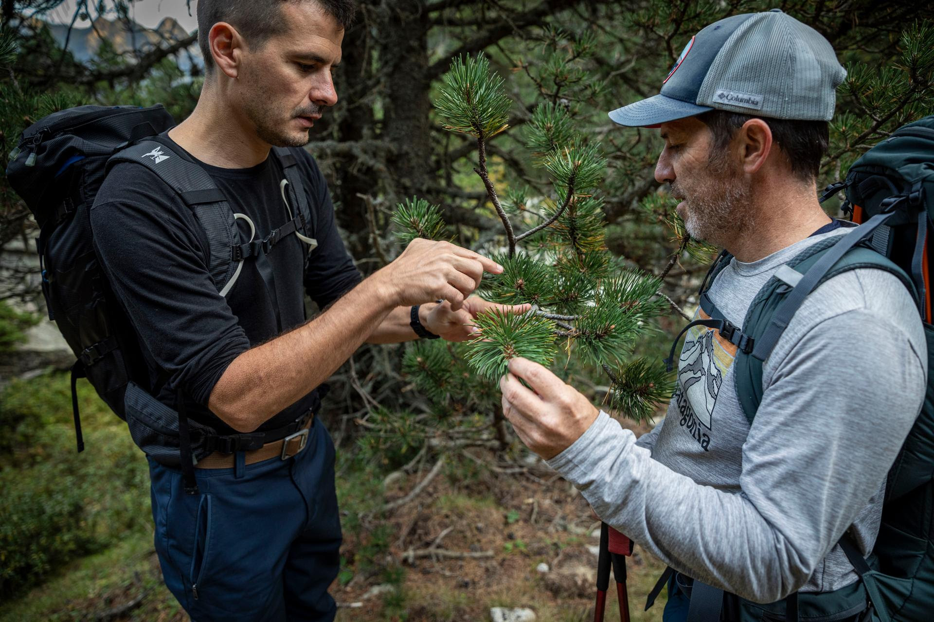 Tristan Charles-Dominique, écologue au CNRS, évalue l’âge d’un pin à crochets sur le GR10 avec Ludovic Olicard, chargé de conservation au Conservatoire botanique national des Pyrénées et de Midi-Pyrénées, le 19 septembre 2024.