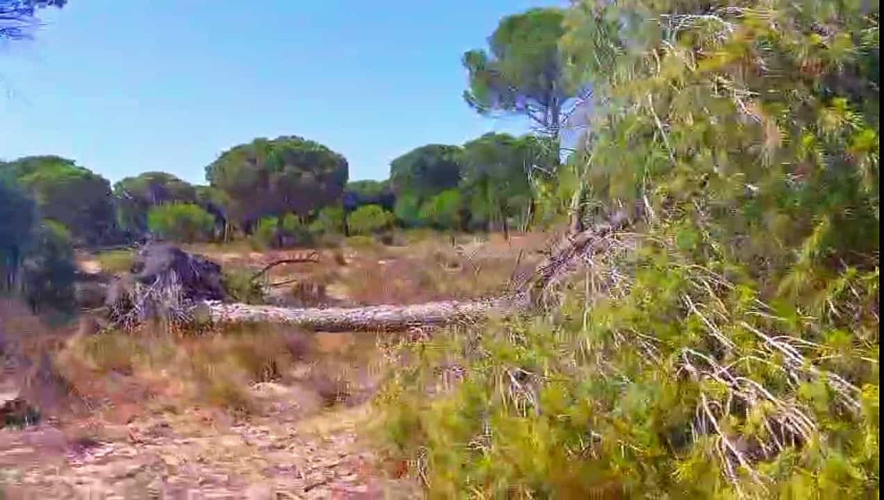 Alertan que la mortalidad de pinos en el litoral de Doñana va a más