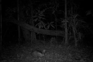 Armadillo. Armadillos are lunar phobic and less active when there is more lunar/moon illumination. Taken by a wildlife camera.