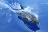 An Atlantic spotted dolphin breaches in calm, clear blue water