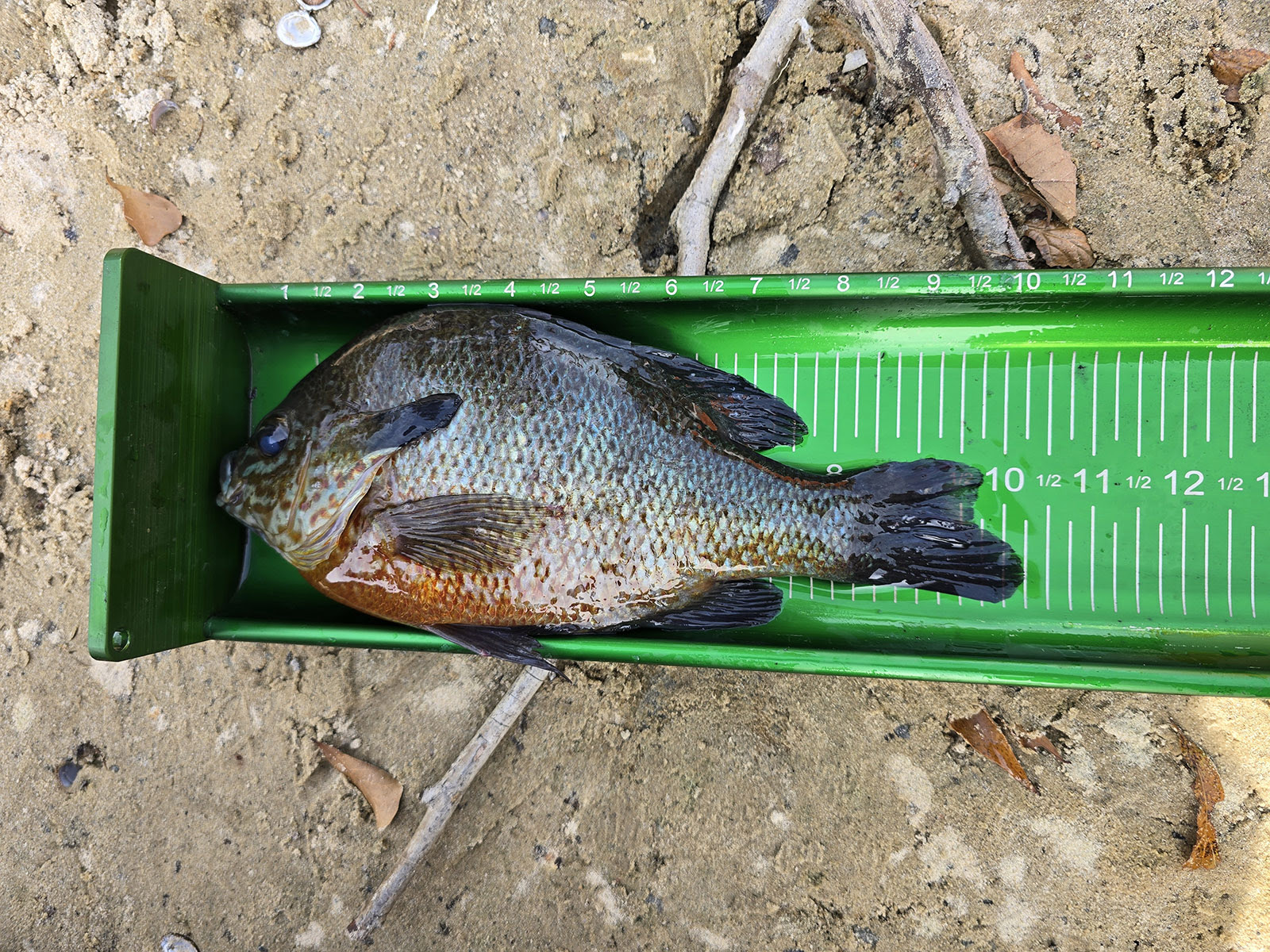 A photo of a redbreast sunfish on a measuring board, marking 10 1/4 inches.