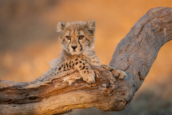 South Africa, Cheetah cub