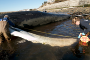 Two stranding responders measure the fin of a dead whale on a beach.