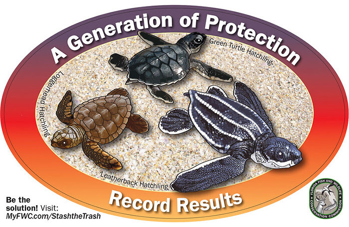 2024 sea turtle decal