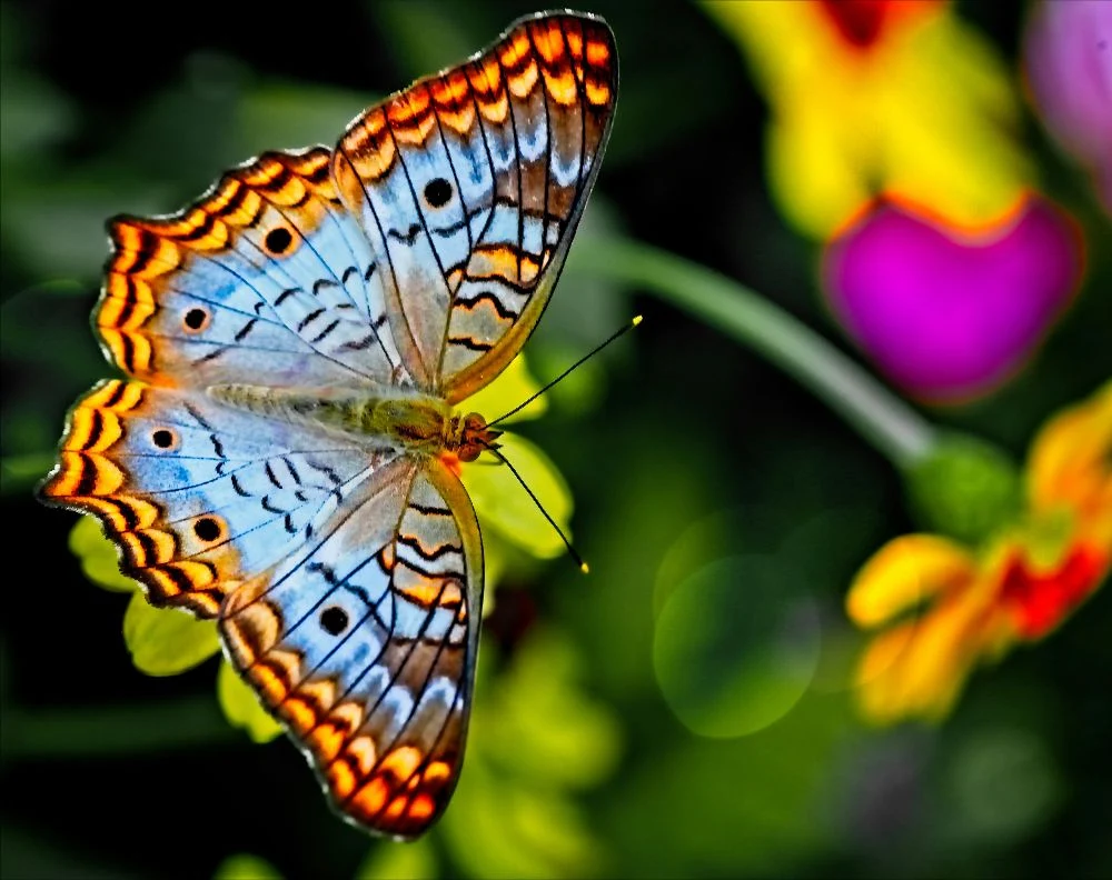 Butterfly, photo by Alfred Schrock on Unsplash