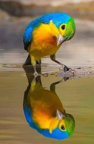 Bird-Good-Morning-Gorgeous-Reflection