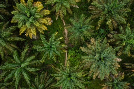 Aerial view of rangers walking between trees