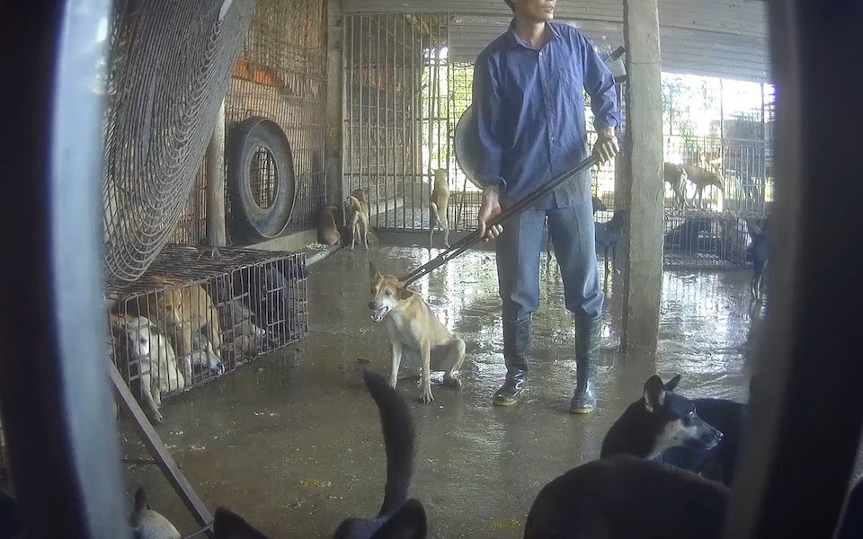 Dogs are held captive by suppliers for Vietnam's meat trade
