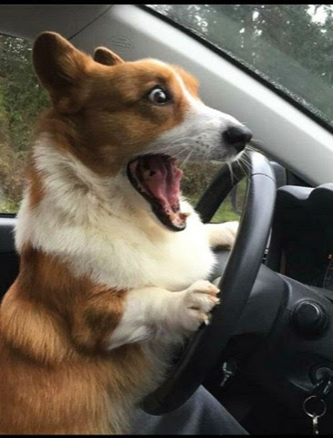 Dog-Driving-Scared