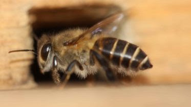 Asian Honeybee