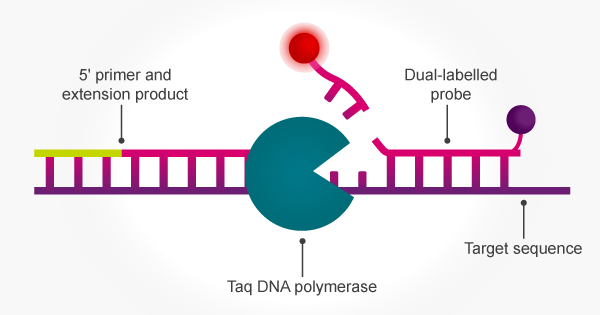 Image source: Taq Polymerase: what is it and its applications 