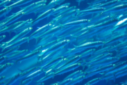 Close up image of schooling fish against blue water background