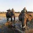 The Joys and Dangers of Exploring Africa on the Back of an Elephant