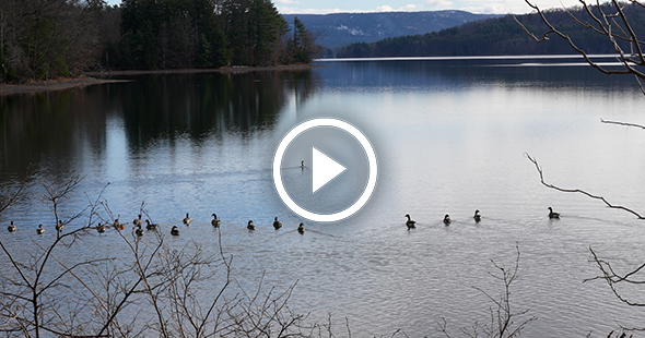 Geese swimming in a lake